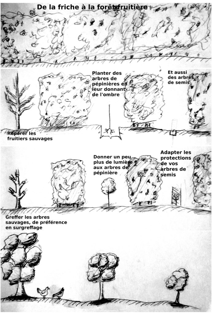 permaculture Mise en place d'une forêt fruitière à partir d’une friche