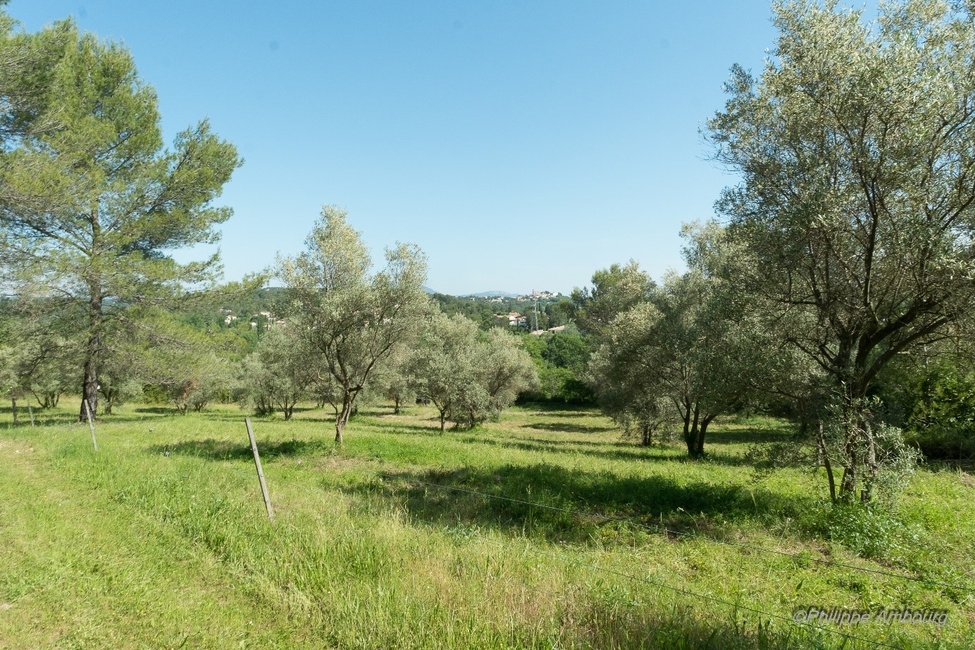 oliveraie permaculture