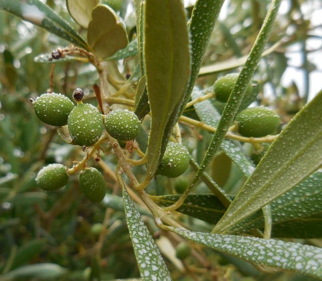 La pulvérisation d’argile en prévention pour les oliviers