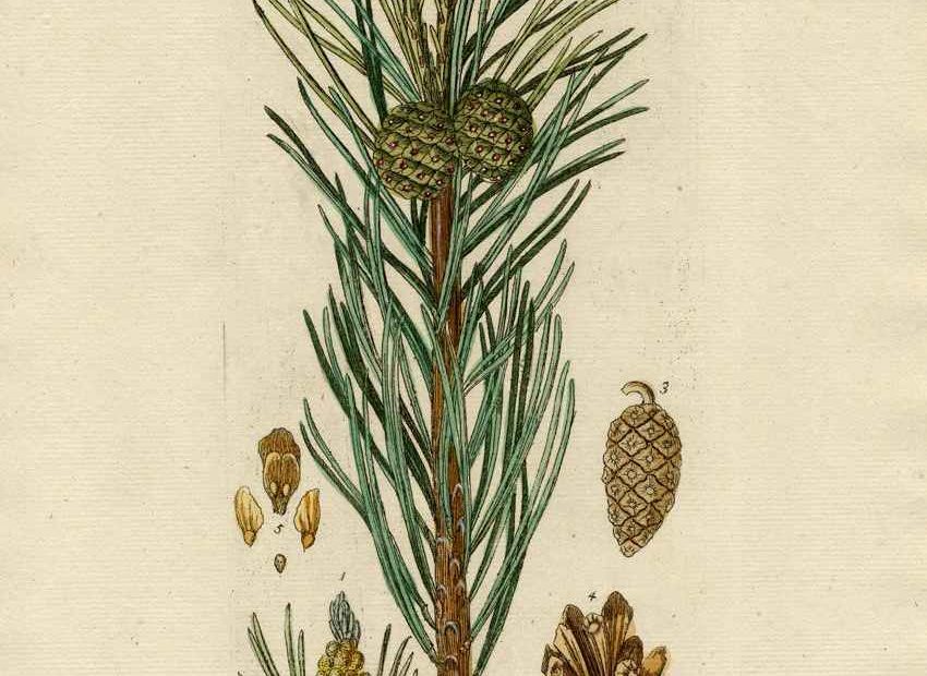 dessin d'une flore représentant le pin parasol, pinus pinea, qui produit les fameuses aiguilles de pins citée dans la présente étude