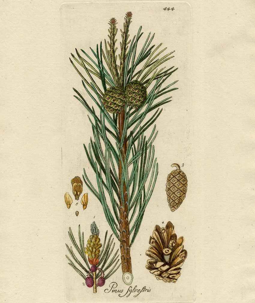 dessin d'une flore représentant le pin parasol, pinus pinea, qui produit les fameuses aiguilles de pins citée dans la présente étude